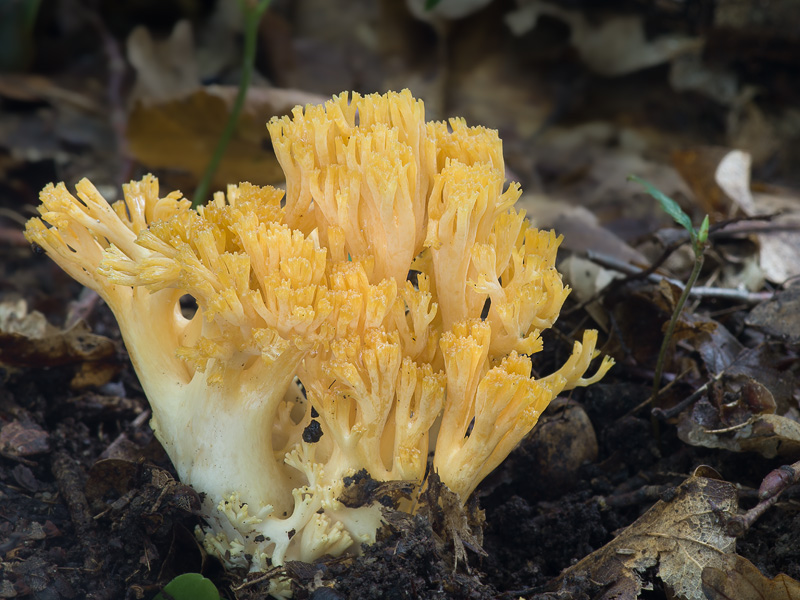 Ramaria fagetorum